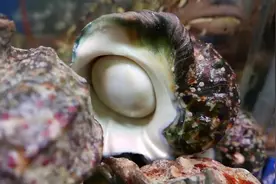 日本街头食物 - 大海螺 夜光貝 冲绳海鲜视频封面