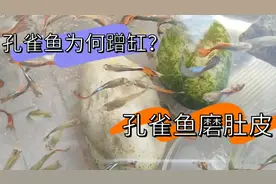 孔雀鱼为何蹭缸磨肚皮？是鱼生病了，余月教你用3克盐300克水解决
