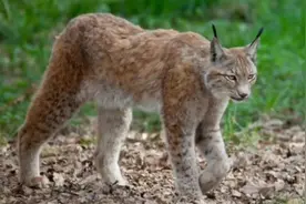 “野狸子”家猫天敌，酷似狸花猫，家猫见了要躲开视频封面