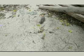 吃了老鼠药的老鼠