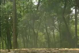 皇帝打猎遭遇蒙面人围攻，小官救驾有功后来担任大将军。视频封面