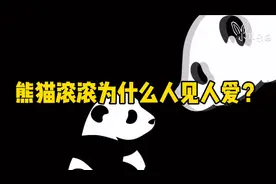 熊猫滚滚为什么人见人爱？