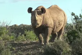 难得一见黑犀牛有一个小而尖的嘴，在灌木丛中津津有味地吃树叶