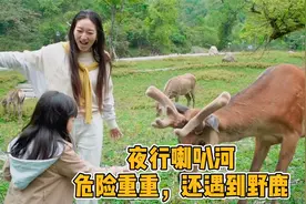 成都自驾喇叭河，夜晚开山路危险重重，而且在路上还遇到了野鹿视频封面