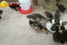 鸭子缩颈、拉绿色稀便、抽搐、角弓反张——都是浆膜炎的典型症状