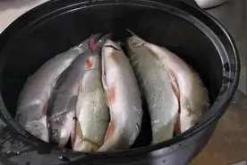 砂锅野生雅鱼制作详细过程，汤鲜味美值得收藏