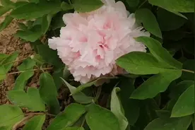 牡丹四大名品之一赵粉，首先开花，颜值果然不同凡响，色香味俱全视频封面