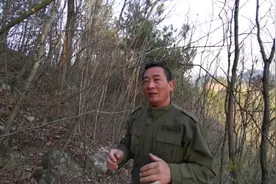 粉色花苞的野生蕙兰，根系足有100公分，能不能开好花就等它了