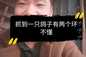 今天鸽舍进来一只鸽子    腿上001开头   不懂