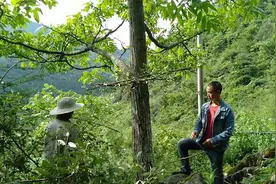 防止松鼠偷吃树上的核桃，小伙采取这样的方法可行吗？