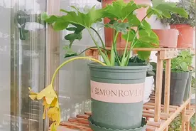 四季常绿“春羽”黄叶怎么办？小小1招轻松解决！