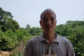 如何分辨小鸭子公母，分享个人经验