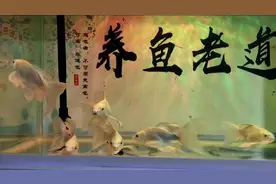 一条蝴蝶鲤患上了痘疮病，一周后基本痊愈，通过大换水调理视频封面