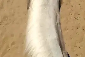 康熙西征渡黄河，昭君出塞的地方！很美！