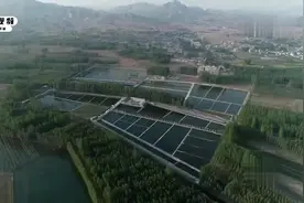 河北养殖鲟鱼，养了10几年，100斤重，一条能卖10000多