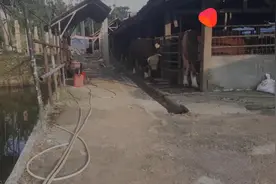 老黄牛的肤色很有特色，牛蹄是白色的，你见过吗！视频封面