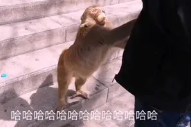 游玩花果山遇到会打劫的猴子，被抢的人怕被它打不敢反抗