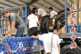 西瓜香甜可口批发市场3毛多一斤 瓜贩子拉一车一天能赚几千块视频封面