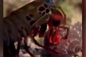 皮皮虾也是这样攻击的