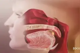 口腔摄入食物到从肛门排泄的整个过程，食物消化之旅