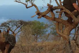 动物也有生气发飙的时候，来看看动物兽性的瞬间