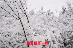 宁夏固原：一夜之间普降大雪，带你看原州的雪景，真漂亮！视频封面