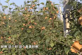 三招教你膨大今年苹果果个，培养明年花芽