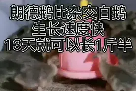 朗德鹅比一般的鹅生长速度快 大美鹅教你如何养殖朗德鹅图片