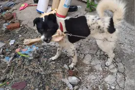 花钱救下的大土狗，剩菜剩饭就能养活，偶得一根骨头叼着就不松口