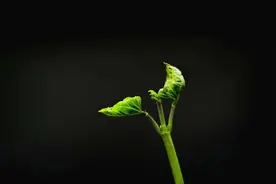 让#华为Mate30#系列延时摄影，帮你记录花开花落和车水马龙视频封面