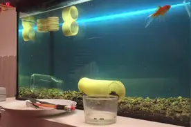 男子发现金鱼肚子鼓鼓的，忍不住用手摁了一下，跑出一些小东西？