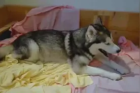 为什么小狗离开父母好几年，还能认出自己的妈妈？看完太感动了视频封面