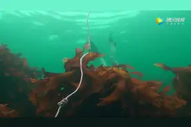 小伙给活鲍鱼涂上芥末，结果笑得停不下来，让我们一起摇摆！视频封面