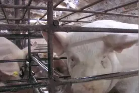 30斤仔猪一只2000元左右，今年养猪到底还有多少利润空间？视频封面