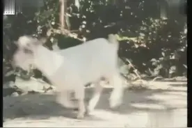 李赛凤古装扮相超惊艳 一代打女名不虚传视频封面