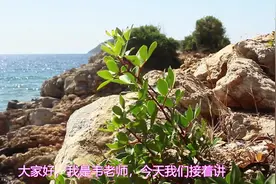 大金虎：号码尾数有这三个数，发大财，名利双收，富贵双全！视频封面