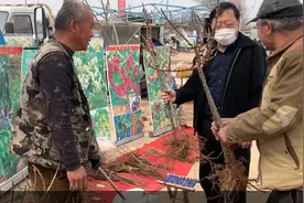 一年能结四季的桃子，猕猴桃树还分公母，单买一颗永远不结果！视频封面