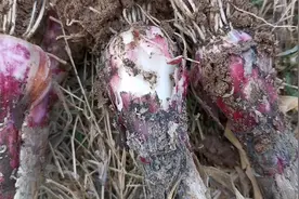 大蒜也会生虫，实拍河南地区大蒜黑头蛆！大蒜都被啃烂！视频封面