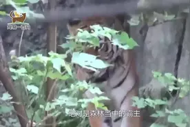 老虎的霸气不能忽视，它的舌头更威猛，可以舔死平头哥视频封面