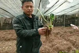 移栽八角莲，伍哥跟大家分享治疗无名肿痛的中药方子，效果很好