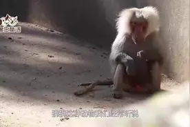 同样是猴子，为什么它就有又长又尖的獠牙！网友：吸血鬼猴