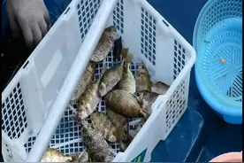 被剖开掏了肚子的小鱼还在那动，鱼：老板我们这么小，你怎么忍心