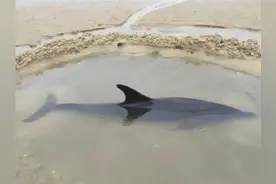警民合力！搁浅海豚获救后，再三向人们点头致谢视频封面