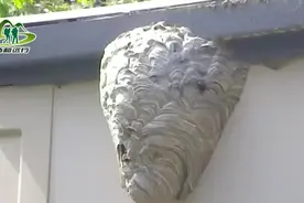 世界上最大的蜂窝，达到50厘米宽，划开后密密麻麻全是马蜂