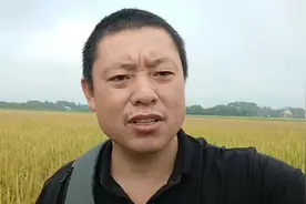 南越一年可以种四季稻谷，说出来很多人都不信，二个来月可收一次视频封面