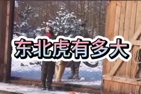 真正的东北虎有多大？饲养员身高180,