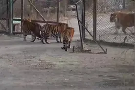 国外可以养老虎？想要饲养老虎，经济条件是必须的视频封面