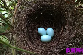 上山的时候发现一窝鸟蛋，蛋壳颜色有点蓝，这种是什么鸟呢？视频封面