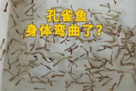为什么你家的孔雀鱼身体弯曲而死？余月：你若掌握这几条定能避免视频封面