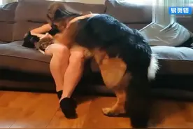 女主人在沙发上一边安抚小狗，一边抱住德牧，这画面太温馨了视频封面